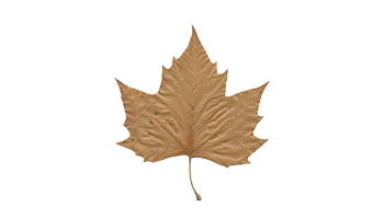Brown Leaf Ventures